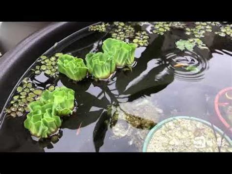 玫瑰水芙蓉風水|【玫瑰水芙蓉風水】玫瑰水芙蓉風水：小心犯桃花禁忌，5大植物。